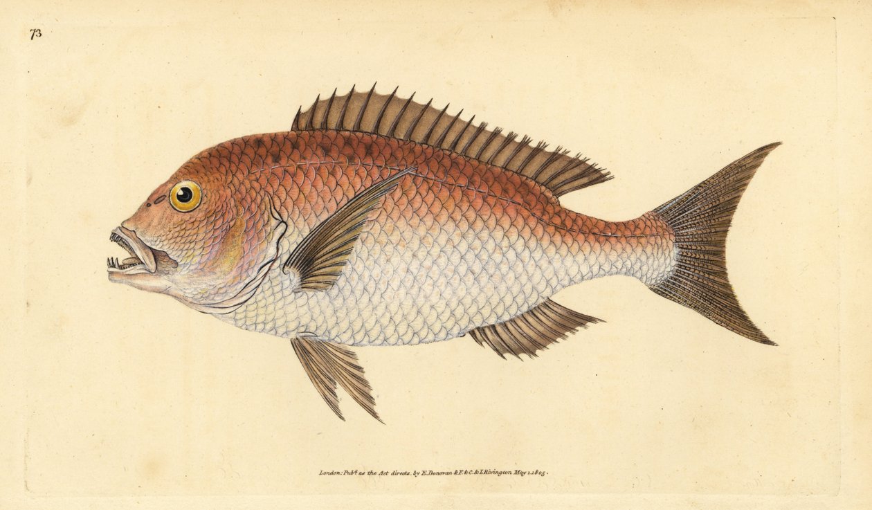 Almindelig dentex, dentex dentex. Sårbar. (Firetandet sparus, Sparus dentex). Håndfarvet kobberplade tegnet og indgraveret af Edward Donovan fra hans Natural History of British Fishes, Donovan og F.C. og J. Rivington, London af Edward Donovan