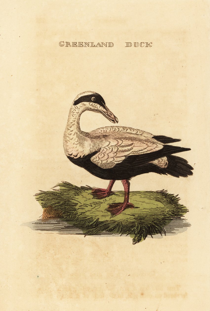 Edderfugl, Somateria mollissima af Edward Donovan