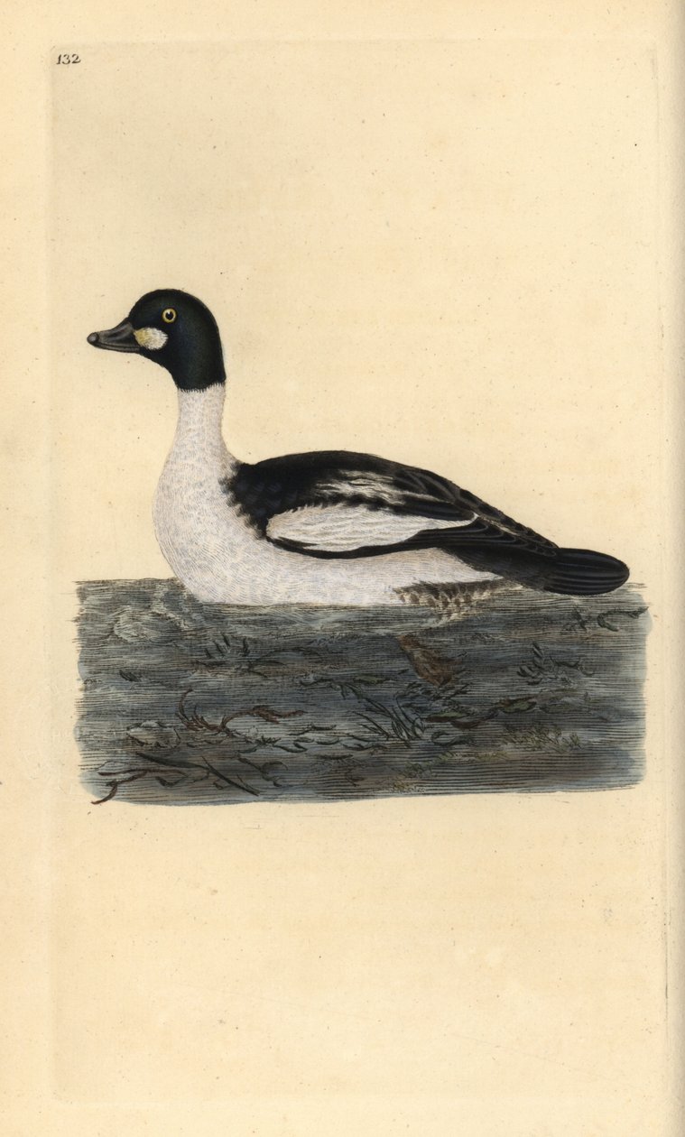 Almindelig guldøje, Bucephala clangula. Håndfarvet kobberplade tegnet og graveret af Edward Donovan fra hans egen "Natural History of British Birds" (1794-1819). Edward Donovan (1768-1837) var en anglo-irsk amatørzoolog, forfatter, kunstner og gravør. H af Edward Donovan