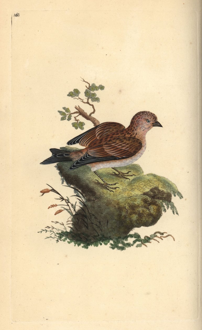Almindelig grå linnet, Carduelis cannabina. Håndfarvet kobberplade tegnet og graveret af Edward Donovan fra hans egen "Natural History of British Birds," London af Edward Donovan