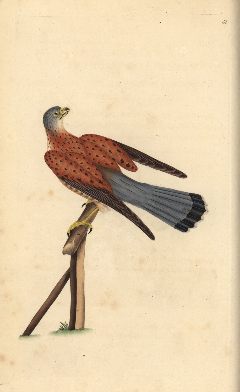 Almindelig tårnfalk, Falco tinnunculus. Håndfarvet kobberplade tegnet og graveret af Edward Donovan fra hans egen "Natural History of British Birds," London af Edward Donovan