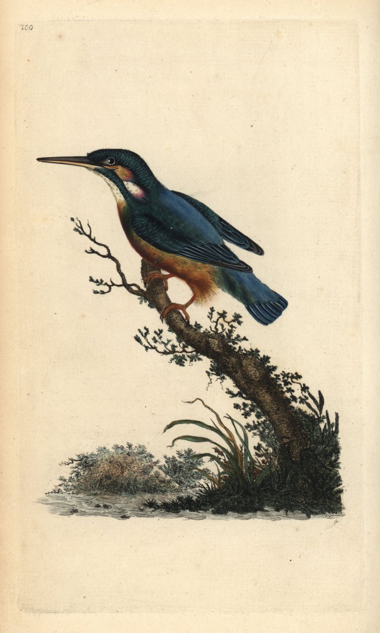 Almindelig isfugl, Alcedo atthis. Håndfarvet kobberplade tegnet og graveret af Edward Donovan fra hans egen "Natural History of British Birds," London af Edward Donovan