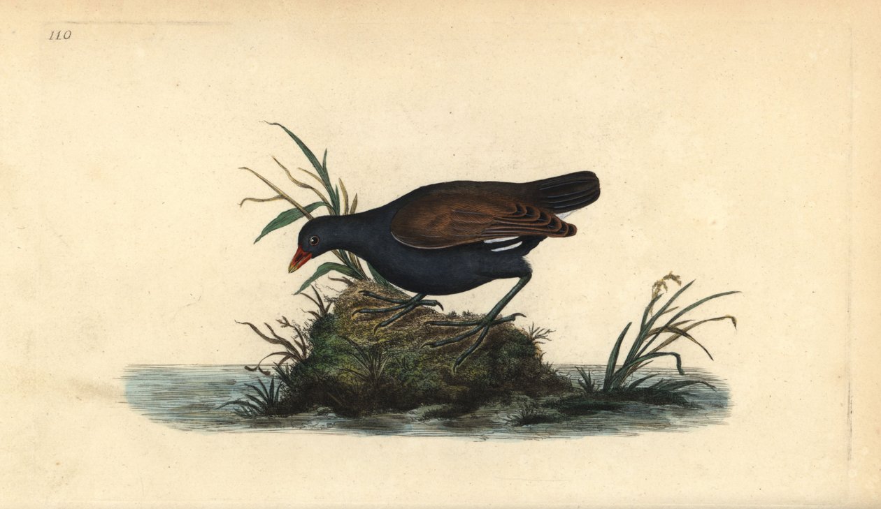 Almindelig hedehøne, Gallinula chloropus. Håndfarvet kobberplade tegnet og graveret af Edward Donovan fra hans egen "Natural History of British Birds," London af Edward Donovan