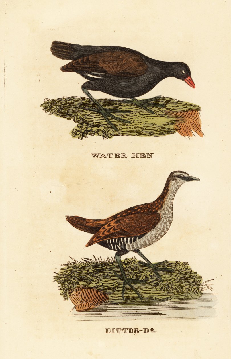 Almindelig hedehøne, Gallinula chloropus, og plettet slyngel, Porzana porzana af Edward Donovan