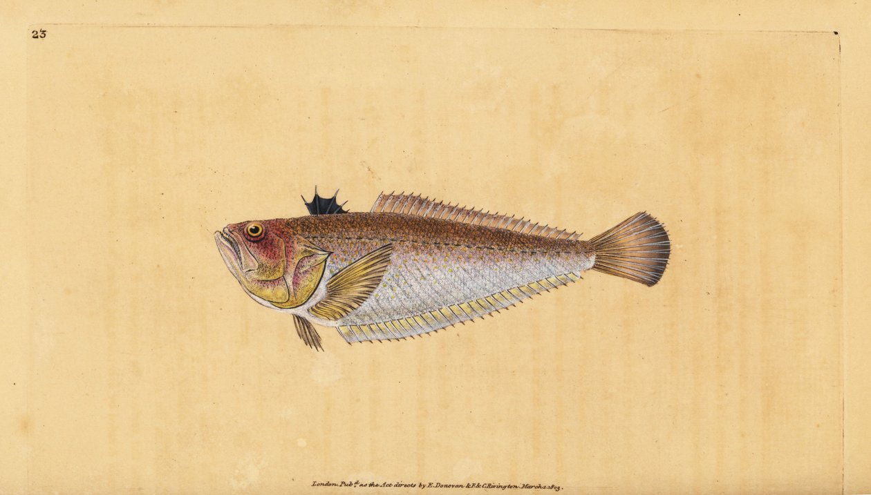 Almindelig eller storsnudefugl, Trachinus draco. Håndfarvet kobberplade tegnet og indgraveret af Edward Donovan fra hans Natural History of British Fishes, Donovan og F.C. og J. Rivington, London af Edward Donovan