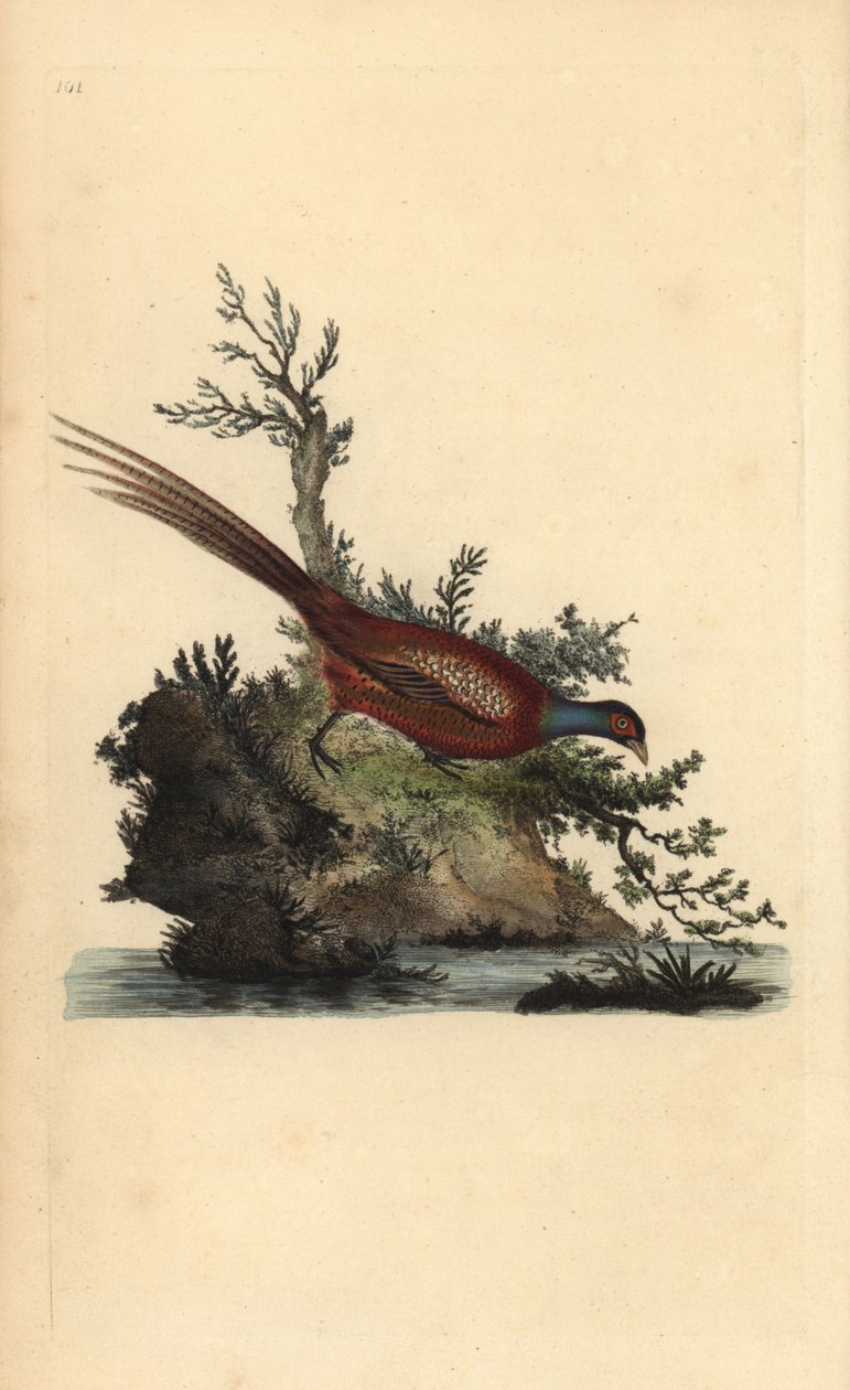 Almindelig fasan, Phasianus colchicus. Håndfarvet kobberplade tegnet og graveret af Edward Donovan fra hans egen "Natural History of British Birds," London af Edward Donovan
