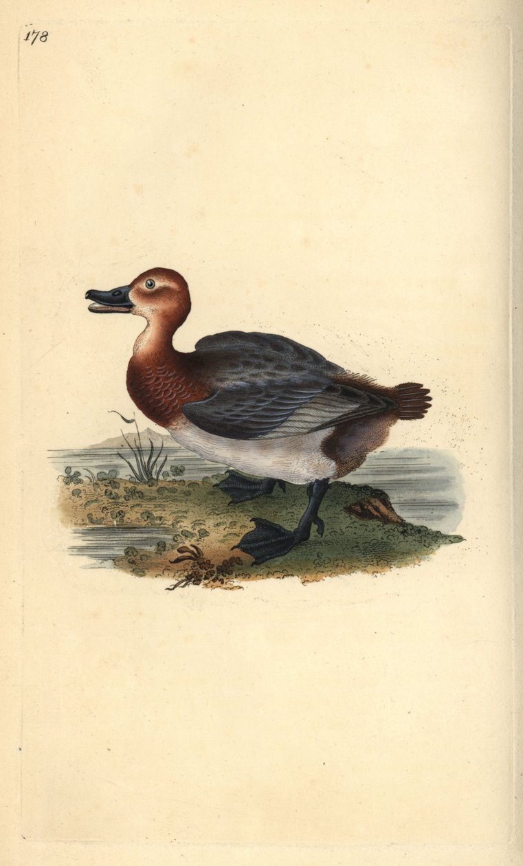 Almindelig pochard eller rødhovedet vie, Aythra ferina (hun). Håndfarvet kobberplade tegnet og graveret af Edward Donovan fra hans egen "Natural History of British Birds," London af Edward Donovan