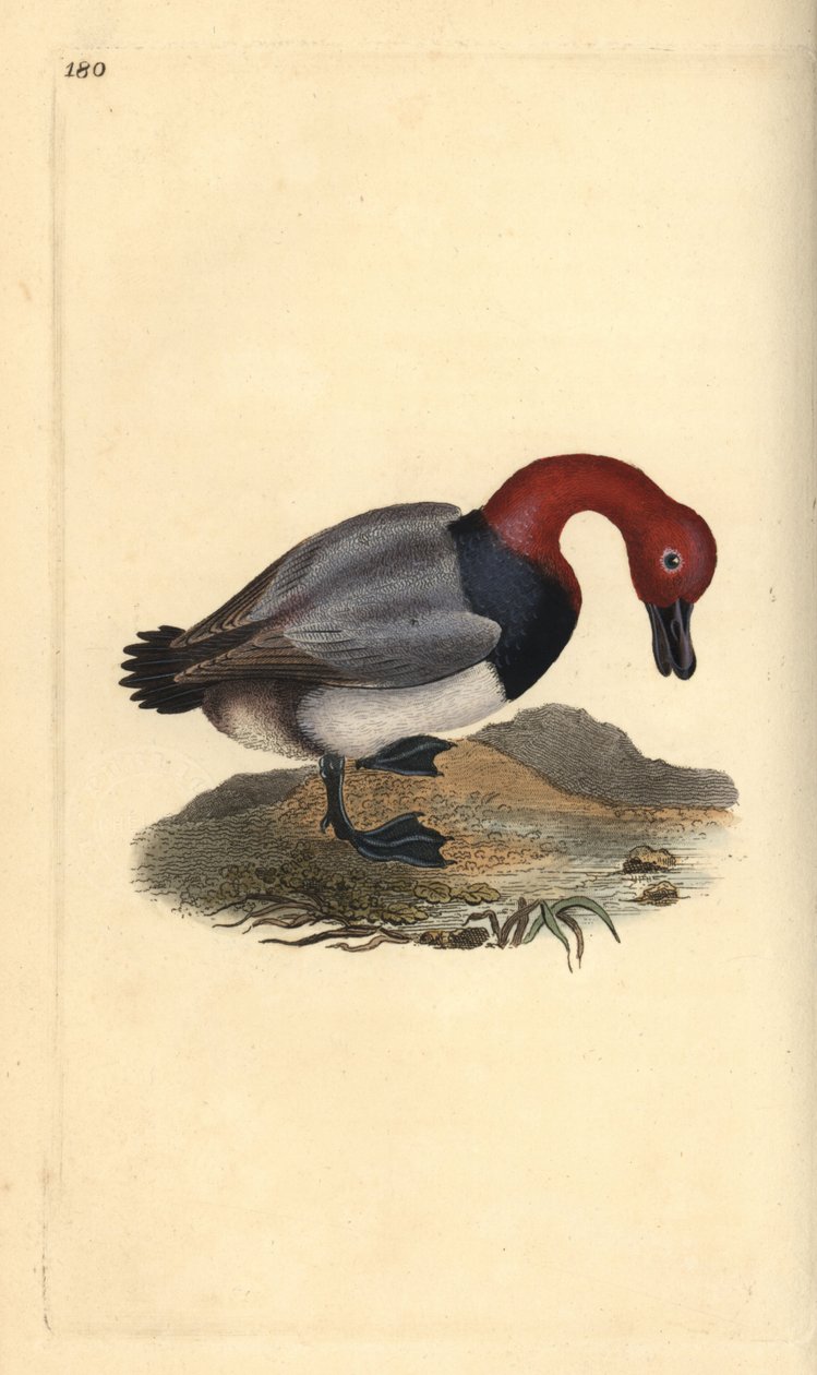 Rødhovedet pibeand, Aythra ferina (han). Håndkoloreret kobberstik tegnet og graveret af Edward Donovan efter hans egen "Natural History of British Birds", London af Edward Donovan