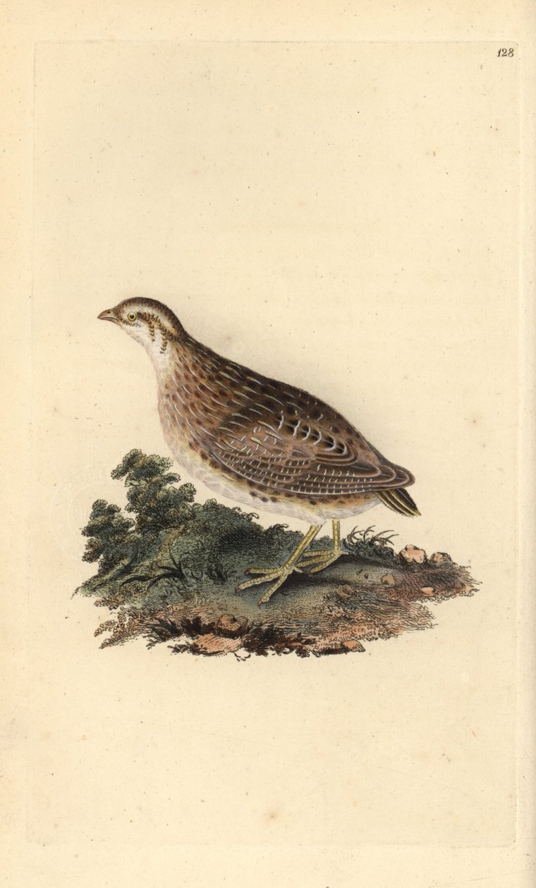 Almindelig vagtel, Coturnix coturnix. Håndfarvet kobberplade tegnet og indgraveret af Edward Donovan fra hans egen "Natural History of British Birds" (1794-1819). Edward Donovan (1768-1837) var en anglo-irsk amatørzoolog, forfatter, kunstner og gravør. Han af Edward Donovan