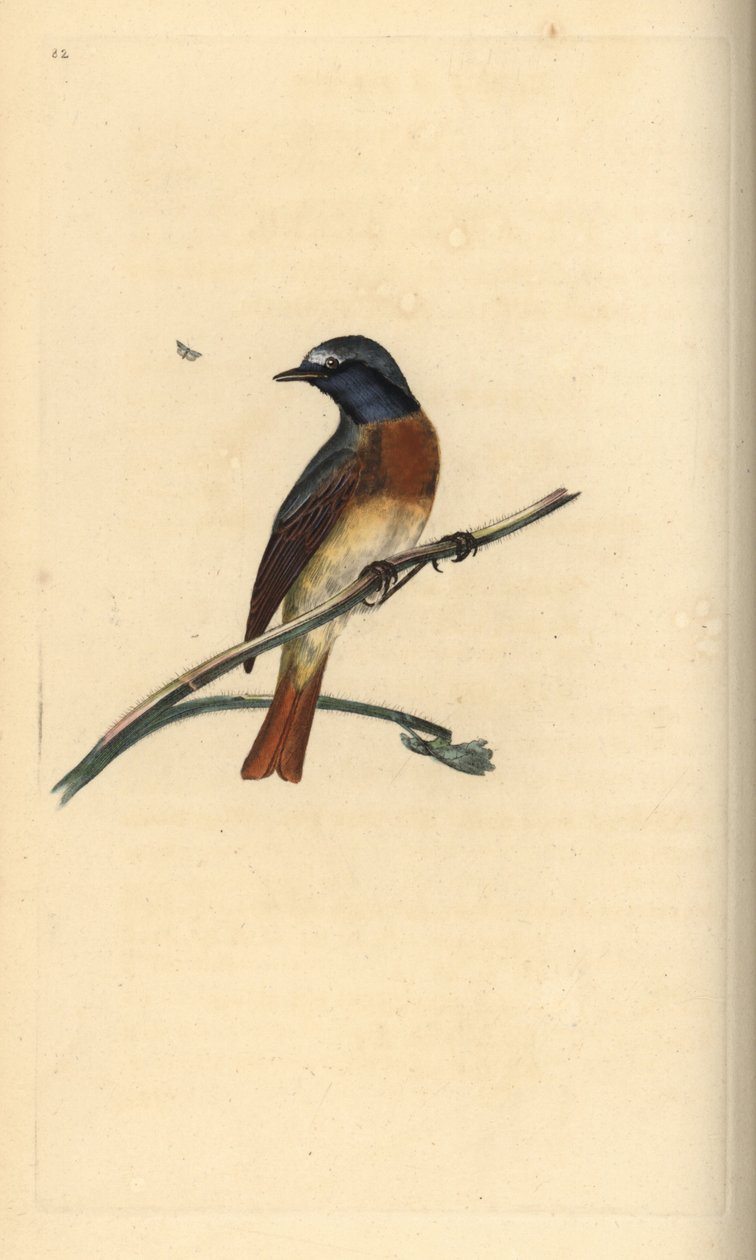 Almindelig rødstjert, Phoenicurus phoenicurus. Håndfarvet kobberplade tegnet og graveret af Edward Donovan fra hans egen "Natural History of British Birds," London af Edward Donovan