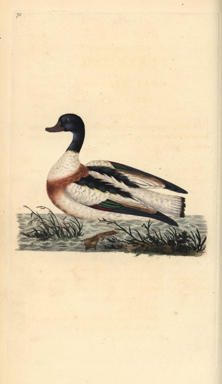 Almindelig sheldand, Tadorna tadorna. Håndfarvet kobberplade tegnet og graveret af Edward Donovan fra hans egen "Natural History of British Birds," London af Edward Donovan