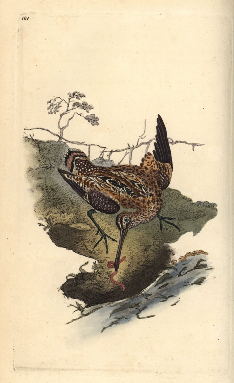 Almindelig bekkasin, Gallinago gallinago, fanger en orm. Håndfarvet kobberplade tegnet og graveret af Edward Donovan fra hans egen "Natural History of British Birds," London af Edward Donovan