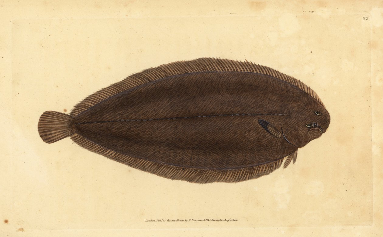 Tunge, Solea solea (Pleuronectes solea). Håndkoloreret kobberstik tegnet og graveret af Edward Donovan fra hans Natural History of British Fishes, Donovan and F.C. and J. Rivington, London af Edward Donovan