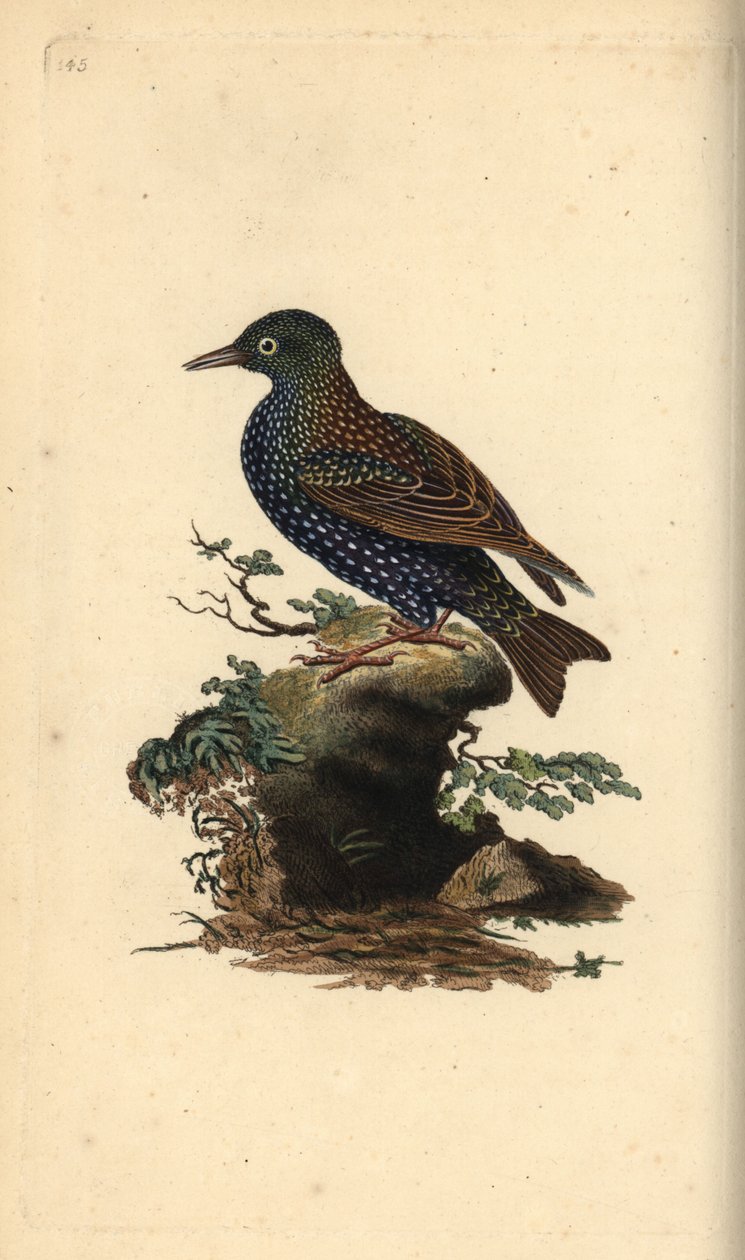 Almindelig stær, Sturnus vulgaris. Håndfarvet kobberplade tegnet og graveret af Edward Donovan fra hans egen "Natural History of British Birds," London af Edward Donovan