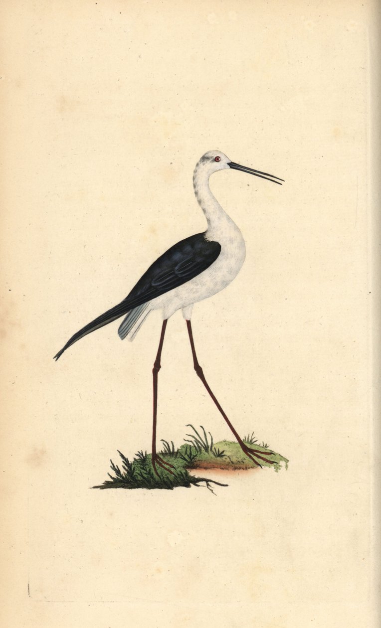 Almindelig stylte, Himantopus himantopus. Håndfarvet kobberplade tegnet og graveret af Edward Donovan fra hans egen "Natural History of British Birds," London af Edward Donovan