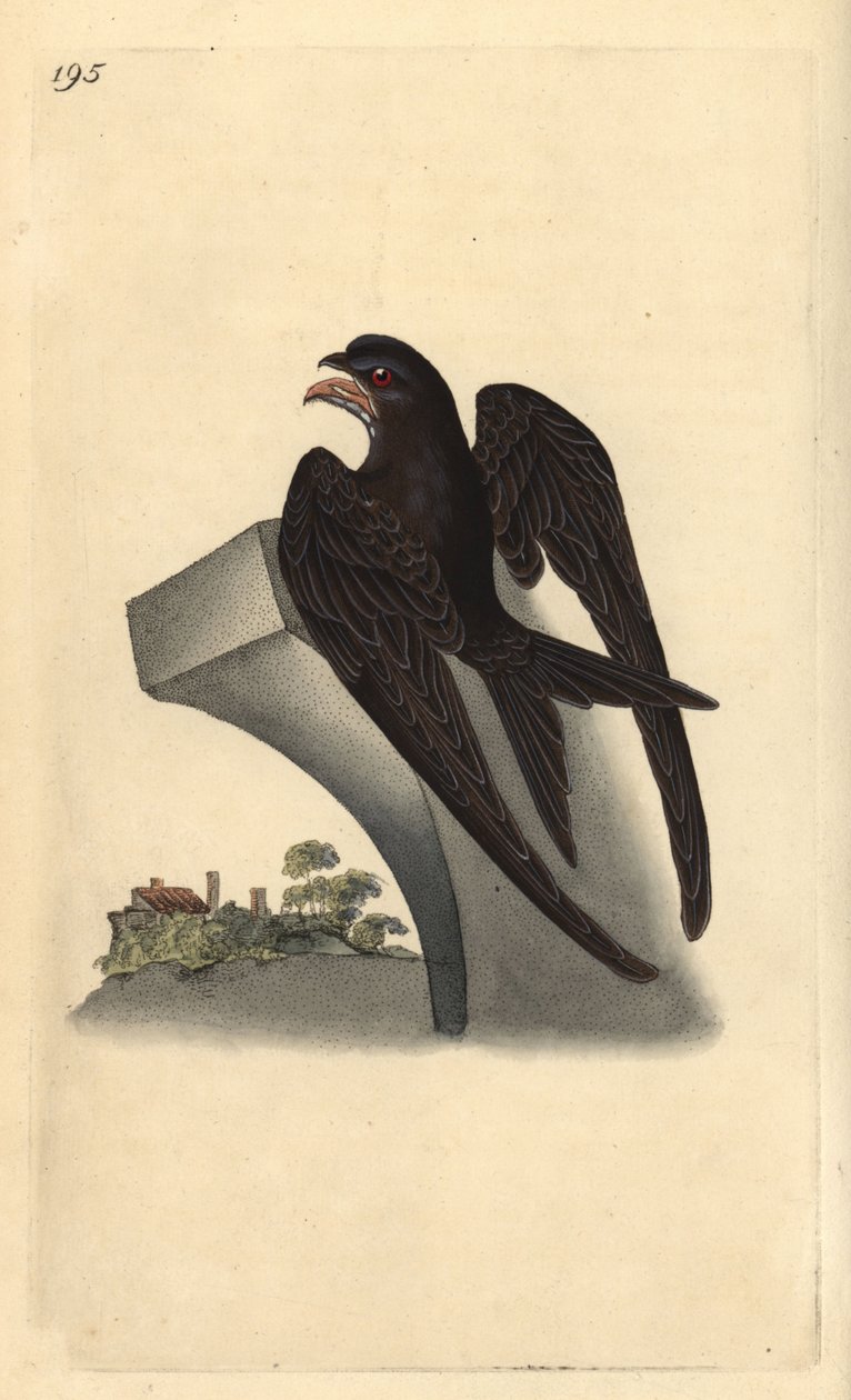 Almindelig lynhurtig, Apus apus. Håndfarvet kobberplade tegnet og graveret af Edward Donovan fra hans egen "Natural History of British Birds," London af Edward Donovan