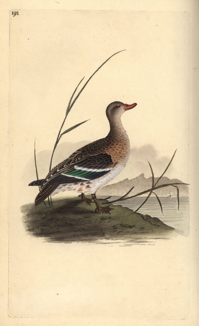 Almindelig krikand, Anas crecca, hun. Håndfarvet kobberplade tegnet og graveret af Edward Donovan fra hans egen "Natural History of British Birds," London af Edward Donovan