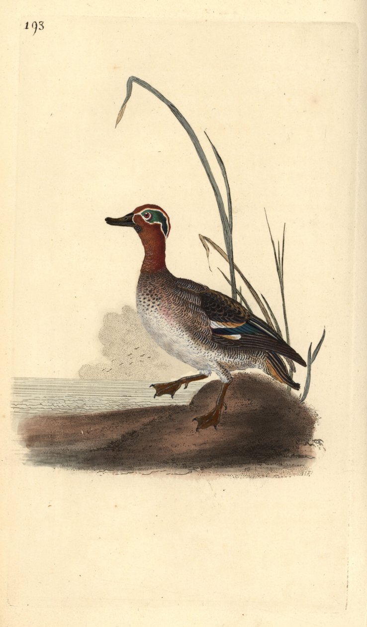 Almindelig krikand, Anas crecca, han. Håndfarvet kobberplade tegnet og graveret af Edward Donovan fra hans egen "Natural History of British Birds," London af Edward Donovan
