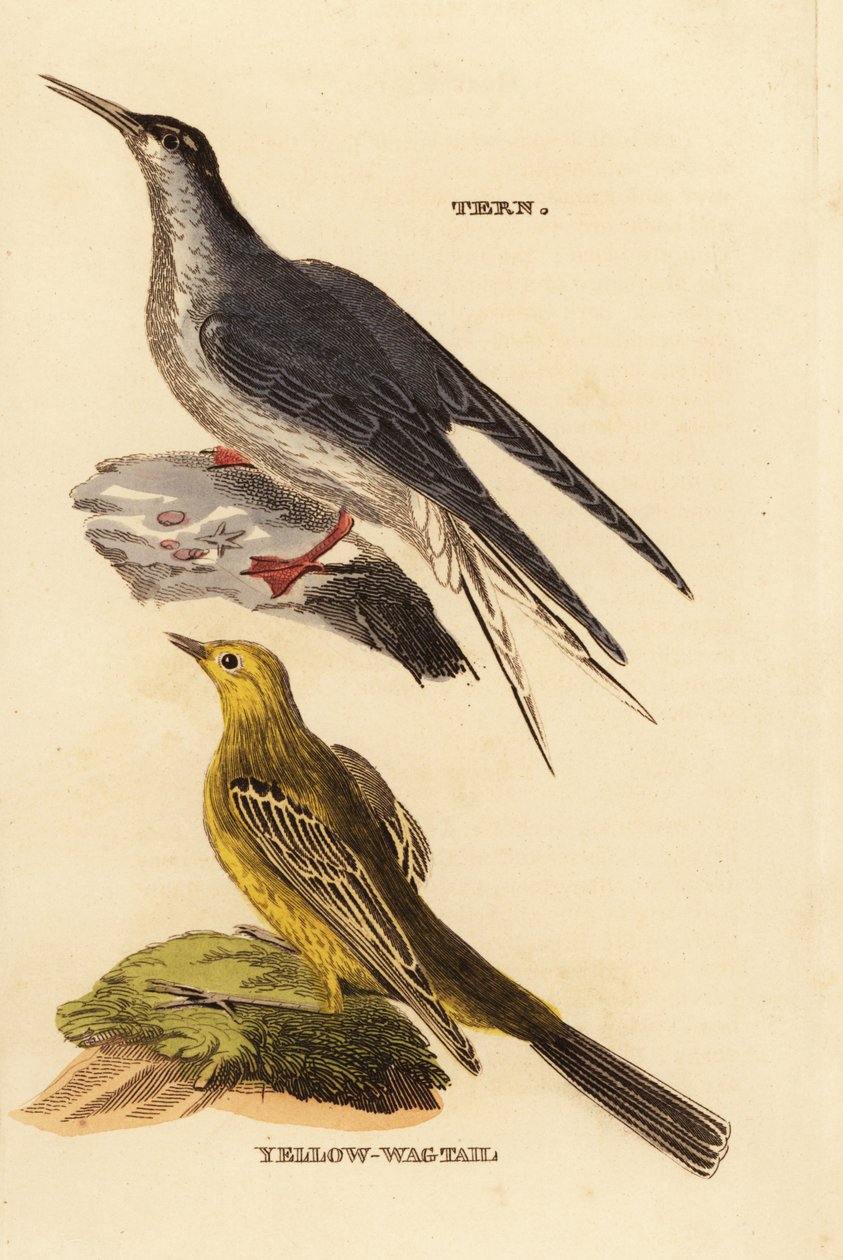 Almindelig tern, Sterna Hirundo og gul vipstjert, Motacilla flava af Edward Donovan
