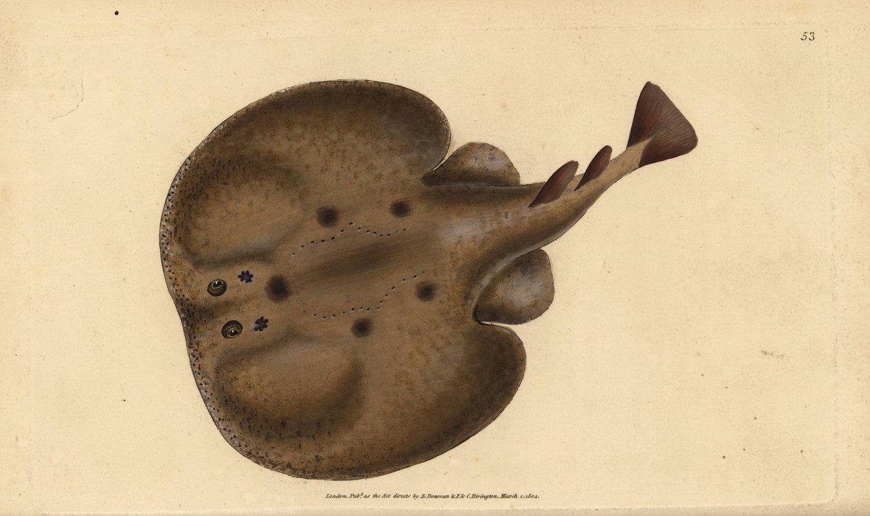 Almindelig torpedo eller eyed electric ray, Raja-torpedo. Håndfarvet kobberplade tegnet og indgraveret af Edward Donovan fra hans Natural History of British Fishes, Donovan og F.C. og J. Rivington, London af Edward Donovan