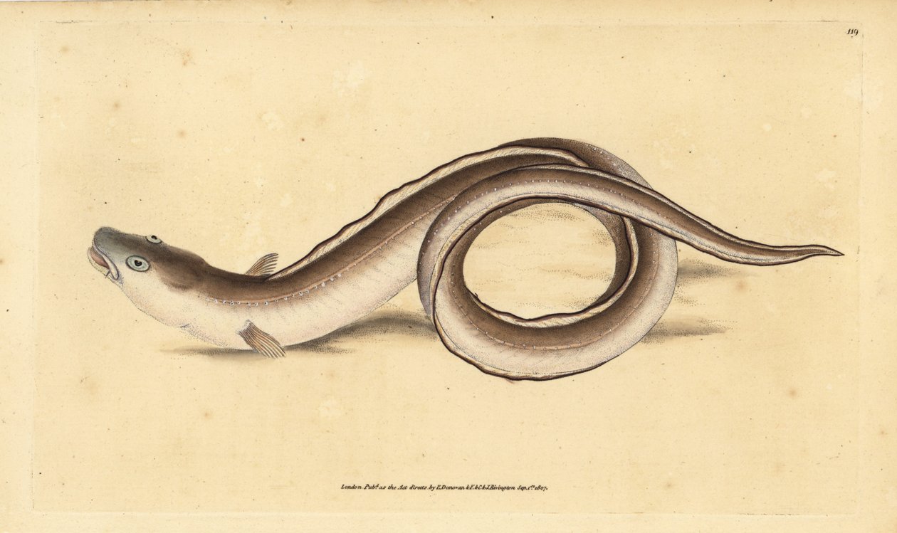 Conger ål, Muraena conger. Håndfarvet kobberplade tegnet og indgraveret af Edward Donovan fra hans Natural History of British Fishes, Donovan og F.C. og J. Rivington, London af Edward Donovan