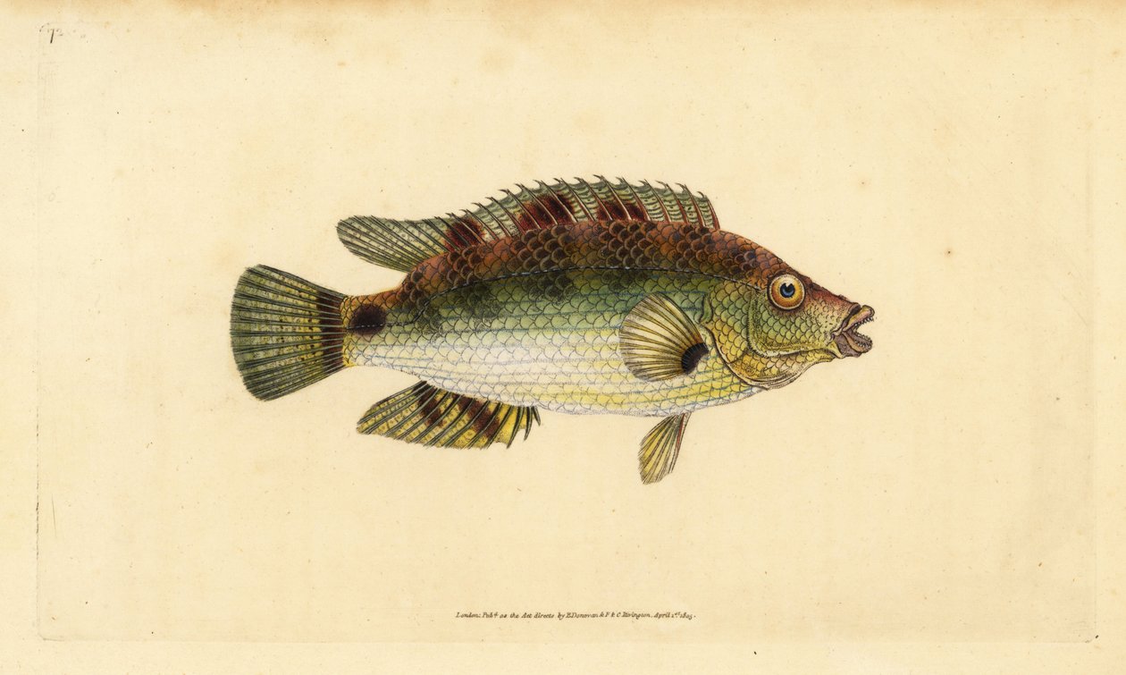 Corkwing leppefisk, Symphodus melops (Goldfinny, Labrus cornubius). Håndfarvet kobberplade tegnet og indgraveret af Edward Donovan fra hans Natural History of British Fishes, Donovan og F.C. og J. Rivington, London af Edward Donovan