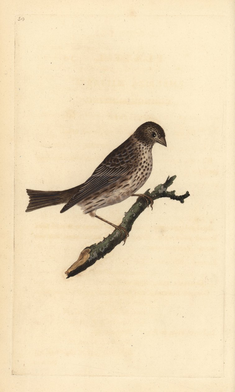 Majsspurv, Miliaria calandra. Håndfarvet kobberplade tegnet og graveret af Edward Donovan fra hans egen "Natural History of British Birds," London af Edward Donovan