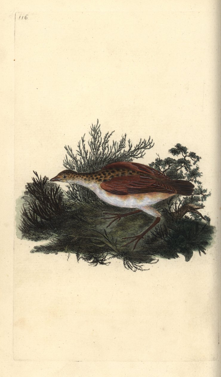 Corn crake, Crex crex. Nær truet. Håndfarvet kobberplade tegnet og graveret af Edward Donovan fra hans egen "Natural History of British Birds," London af Edward Donovan