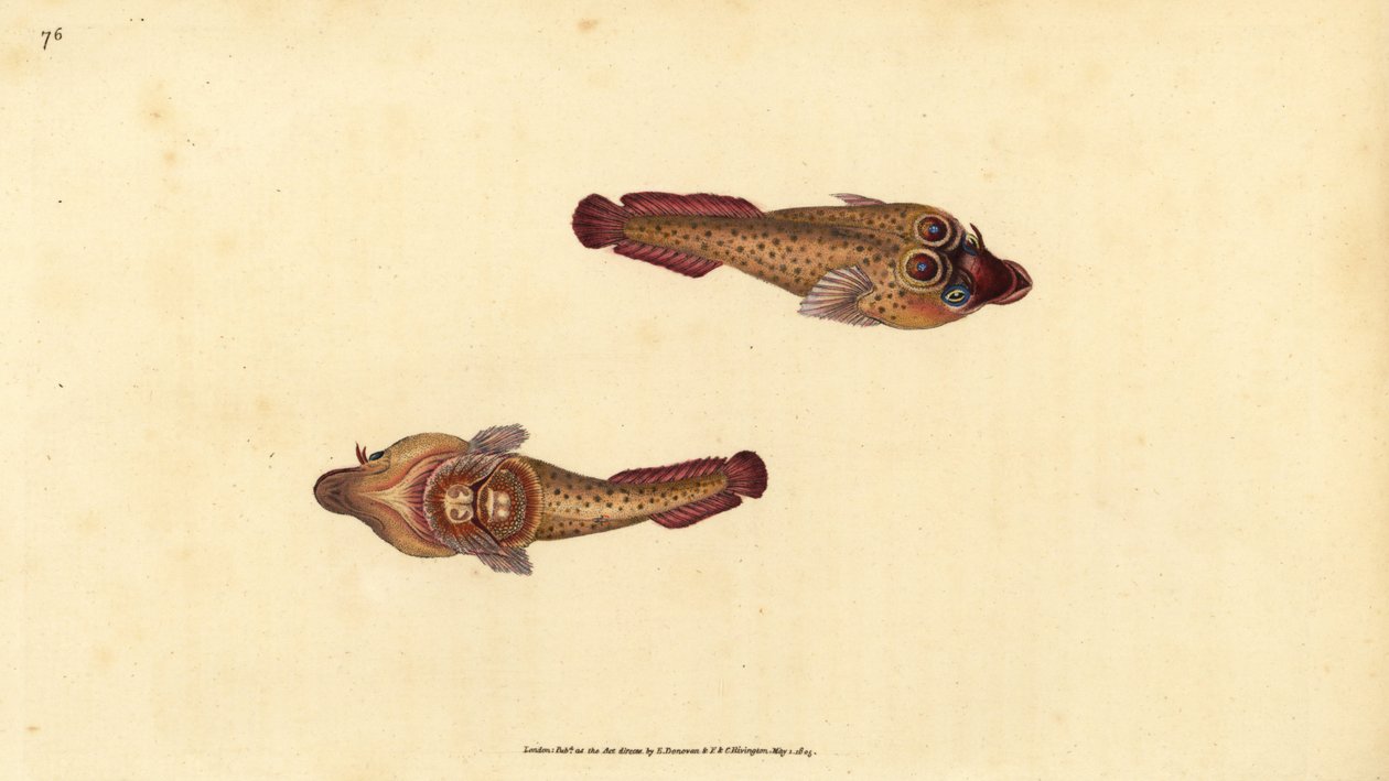 Cornish sucker, Lepadogaster purpurea (Cyclopterus ocellatus). Håndkoloreret kobberstik tegnet og graveret af Edward Donovan fra hans Natural History of British Fishes, Donovan and F.C. and J. Rivington, London af Edward Donovan