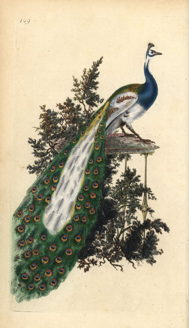 Toppet påfugl, indisk eller blå påfugl, Pavo cristatus. Håndfarvet kobberplade tegnet og graveret af Edward Donovan fra hans egen "Natural History of British Birds," London af Edward Donovan