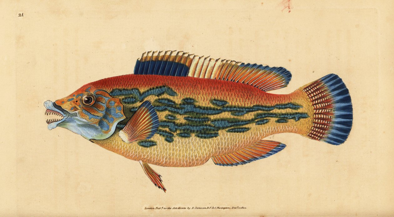 Gøgelæbe, Labrus mixtus (Stribet læbefisk, Labrus variegatus). Håndfarvet kobberplade tegnet og indgraveret af Edward Donovan fra hans Natural History of British Fishes, Donovan og F.C. og J. Rivington, London af Edward Donovan