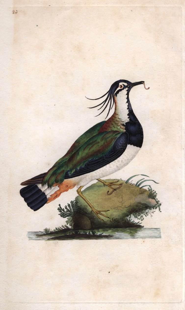 Cuppa Vibe. Vanellus vanellus (Tringa vanellus). Kobberstik af Edward Donovan (1768-1837), udgivet i Natural History of British Birds, London af Edward Donovan