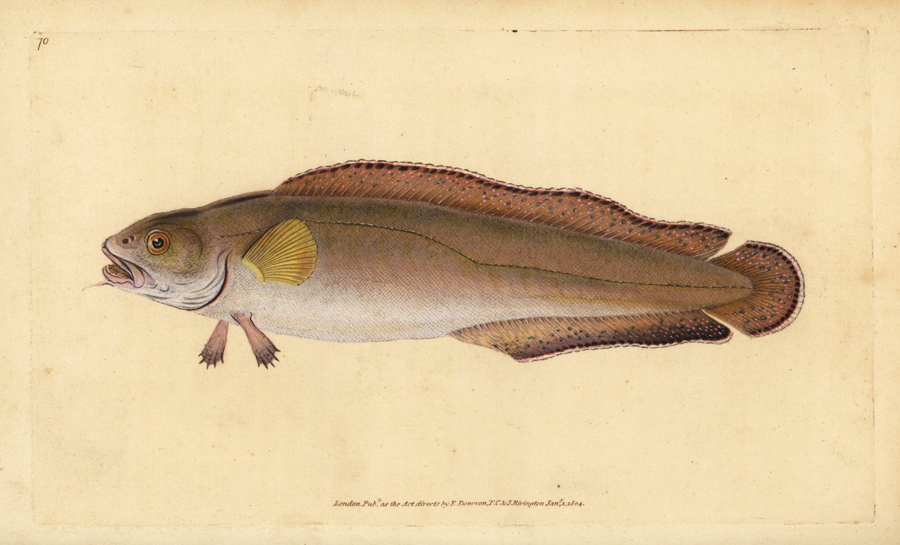 Cusk eller stødtænd, Brosme brosme (Brosme eller skotsk torsk, Gadus brosme). Håndfarvet kobberplade tegnet og indgraveret af Edward Donovan fra hans Natural History of British Fishes, Donovan og F.C. og J. Rivington, London af Edward Donovan