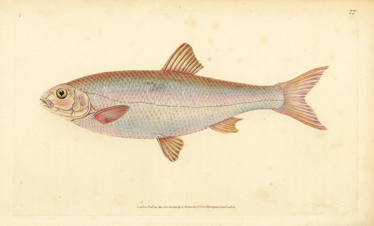 Dace, Leuciscus leuciscus (Cyprinus leuciscus). Håndfarvet kobberplade tegnet og indgraveret af Edward Donovan fra hans Natural History of British Fishes, Donovan og F.C. og J. Rivington, London af Edward Donovan