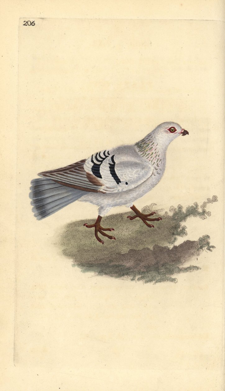 Tamdue, Columba livia domestica. Håndfarvet kobberplade tegnet og graveret af Edward Donovan fra hans egen "Natural History of British Birds," London af Edward Donovan