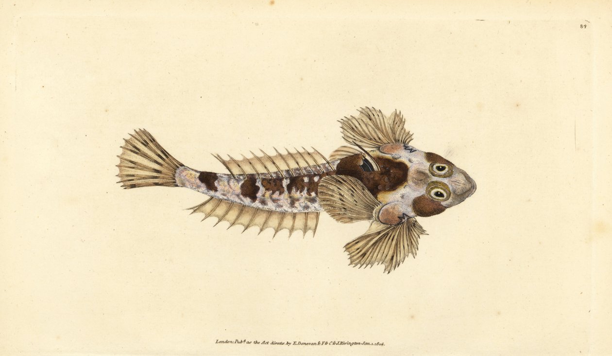 Dragonet, Callionymus lyra (Sordid dragonet, Callionymus dracunculus). Håndfarvet kobberplade tegnet og indgraveret af Edward Donovan fra hans Natural History of British Fishes, Donovan og F.C. og J. Rivington, London af Edward Donovan