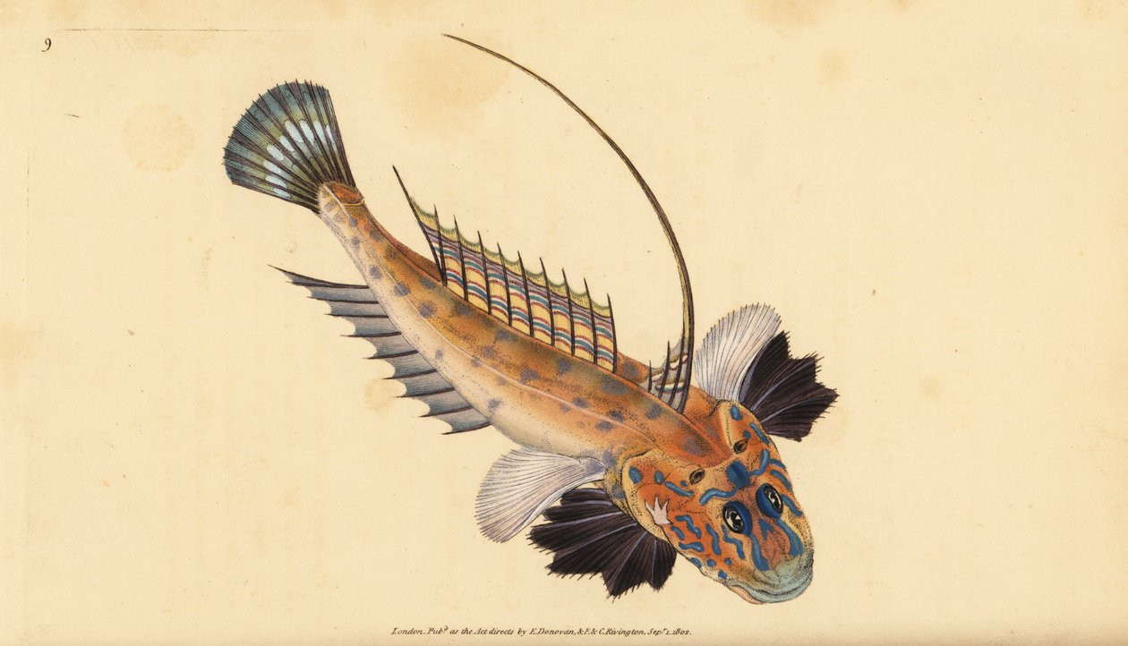 Dragonet eller ædelsten, Callionymus lyra. Håndfarvet kobberplade tegnet og indgraveret af Edward Donovan fra hans Natural History of British Fishes, Donovan og F.C. og J. Rivington, London af Edward Donovan