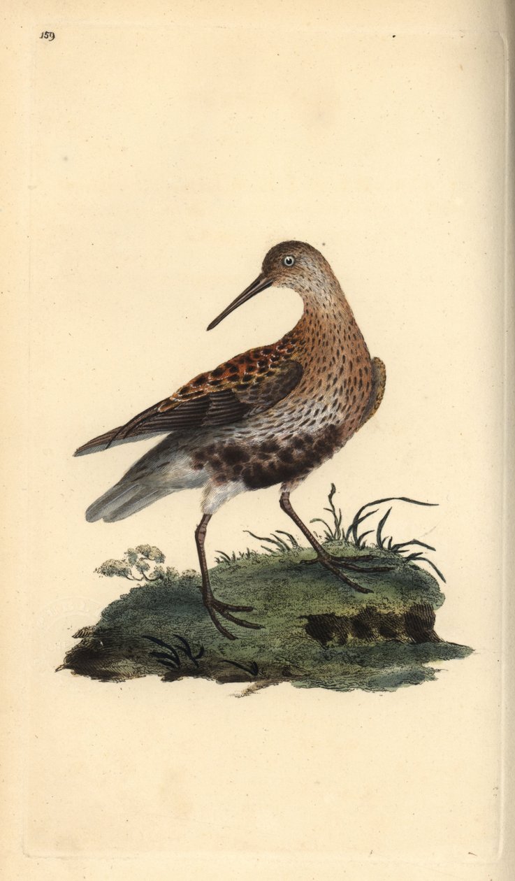 Dunlin, Calidris alpina. Håndfarvet kobberplade tegnet og graveret af Edward Donovan fra hans egen "Natural History of British Birds," London af Edward Donovan