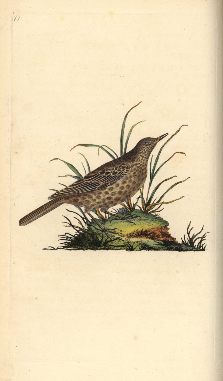 Dusky lærke, Pinarocorys nigricans. Håndfarvet kobberplade tegnet og graveret af Edward Donovan fra hans egen "Natural History of British Birds," London af Edward Donovan