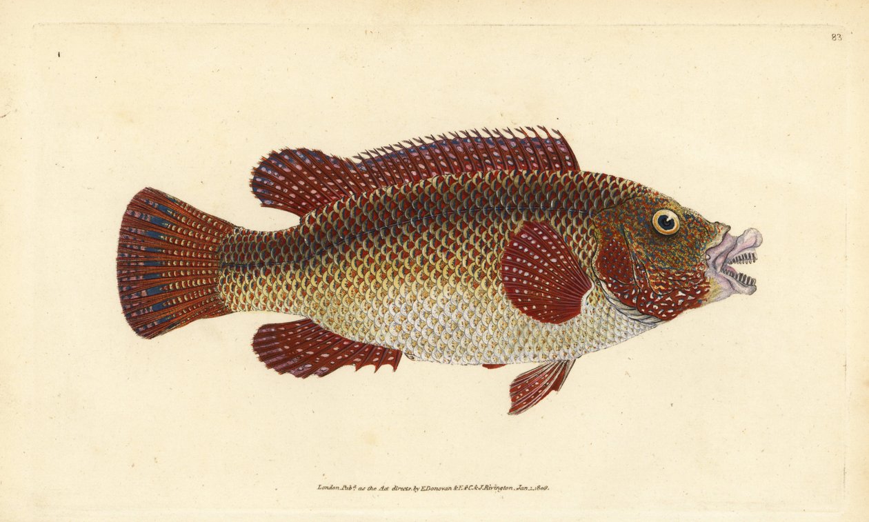 Østatlantisk påfugleleppefisk, Symphodus tinca (gammel læbefisk eller gammel kone, Labrus tinca). Håndfarvet kobberplade tegnet og indgraveret af Edward Donovan fra hans Natural History of British Fishes, Donovan og F.C. og J. Rivington, London af Edward Donovan