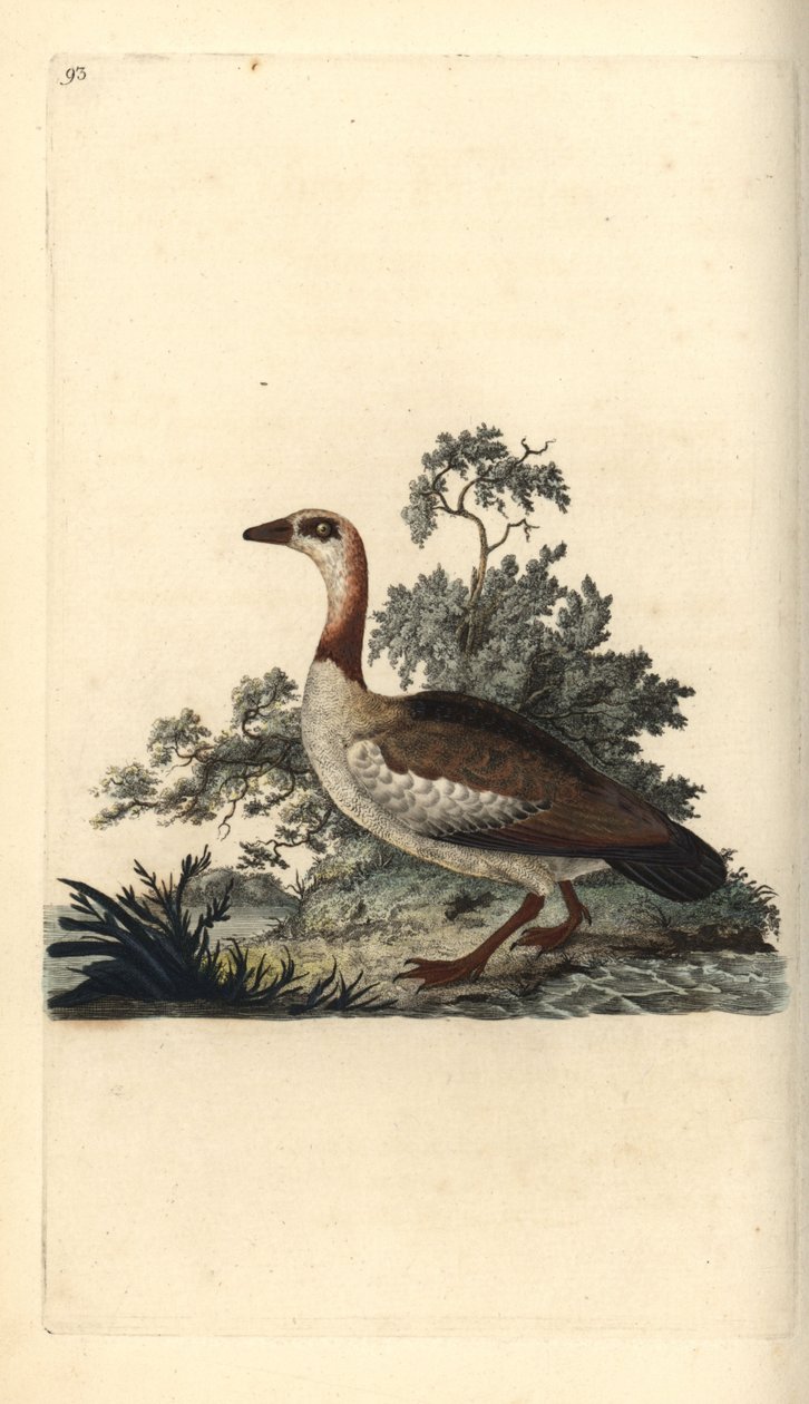 Egyptisk gås, Alopochen aegyptiacus. Håndfarvet kobberplade tegnet og graveret af Edward Donovan fra hans egen "Natural History of British Birds," London af Edward Donovan