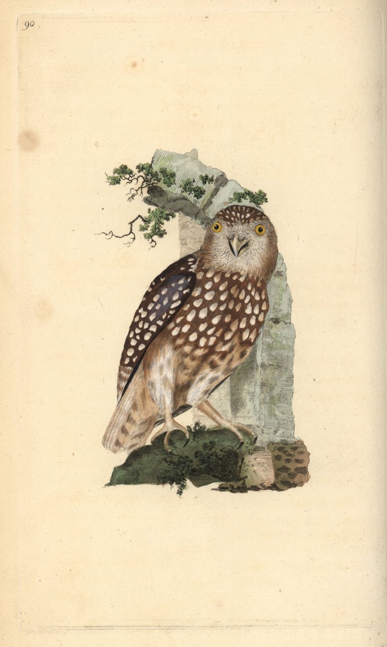 Eurasier Pygmæugle, Glaucidium passerinum. Håndfarvet kobberplade tegnet og graveret af Edward Donovan fra hans egen "Natural History of British Birds," London af Edward Donovan