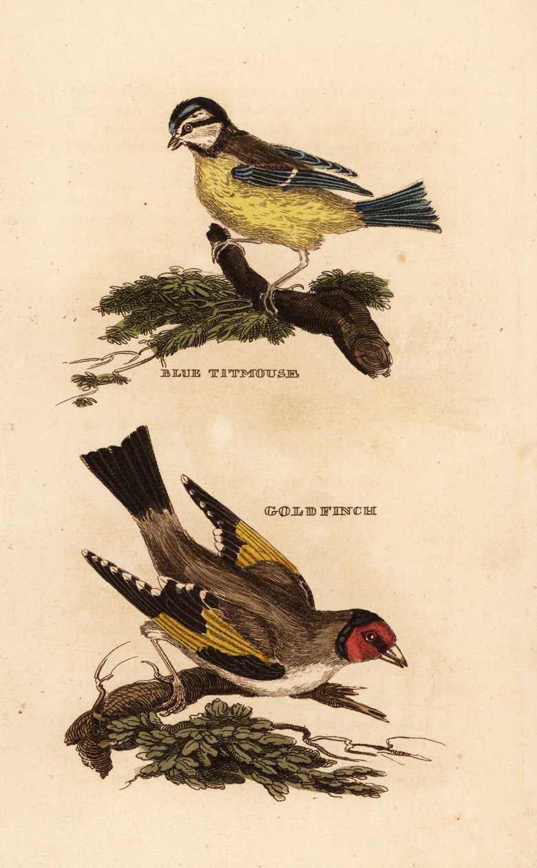 Blåmejse, Cyanistes caeruleus og europæisk guldfink, Carduelis carduelis af Edward Donovan