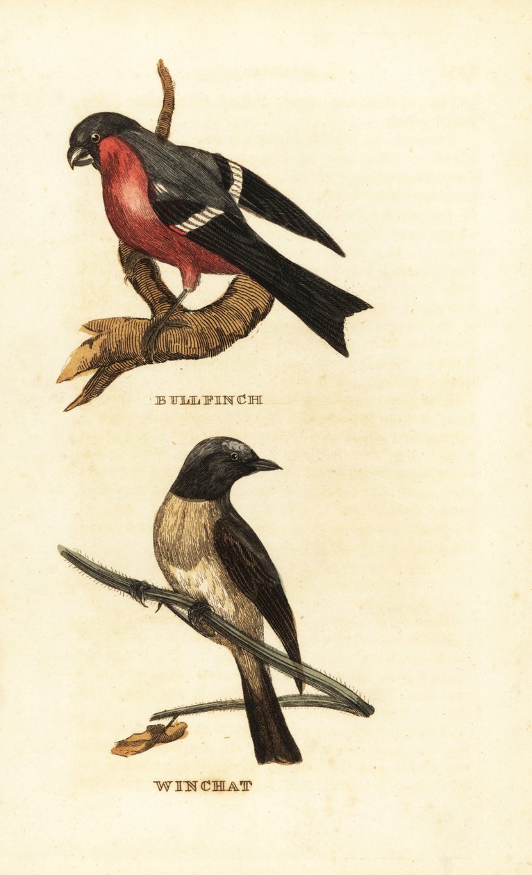 Eurasier bullfinch, Pyrrhula pyrrhula og whinchat, Saxicola rubetra af Edward Donovan