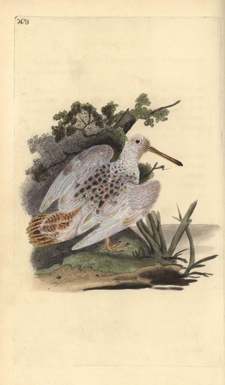 Eurasisk fodhvid skovsneppe, Scolopax rusticola. Håndkoloreret kobberstik tegnet og graveret af Edward Donovan efter hans egen "Natural History of British Birds", London af Edward Donovan
