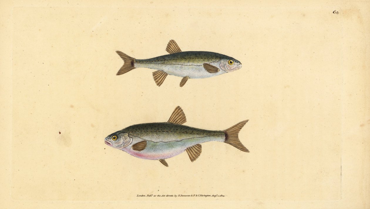 Eurasisk ørekyt, Phoxinus phoxinus (Minow, Cyprinus phoxinus). Håndfarvet kobberplade tegnet og indgraveret af Edward Donovan fra hans Natural History of British Fishes, Donovan og F.C. og J. Rivington, London af Edward Donovan