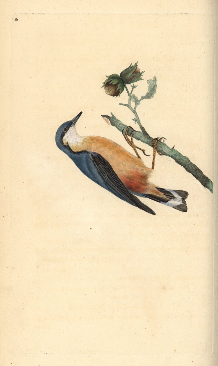 Eurasian nutathatch, Sitta europaea, på et hasselnøddetræ, Corylus avellana. Håndfarvet kobberplade tegnet og graveret af Edward Donovan fra hans egen "Natural History of British Birds," London af Edward Donovan