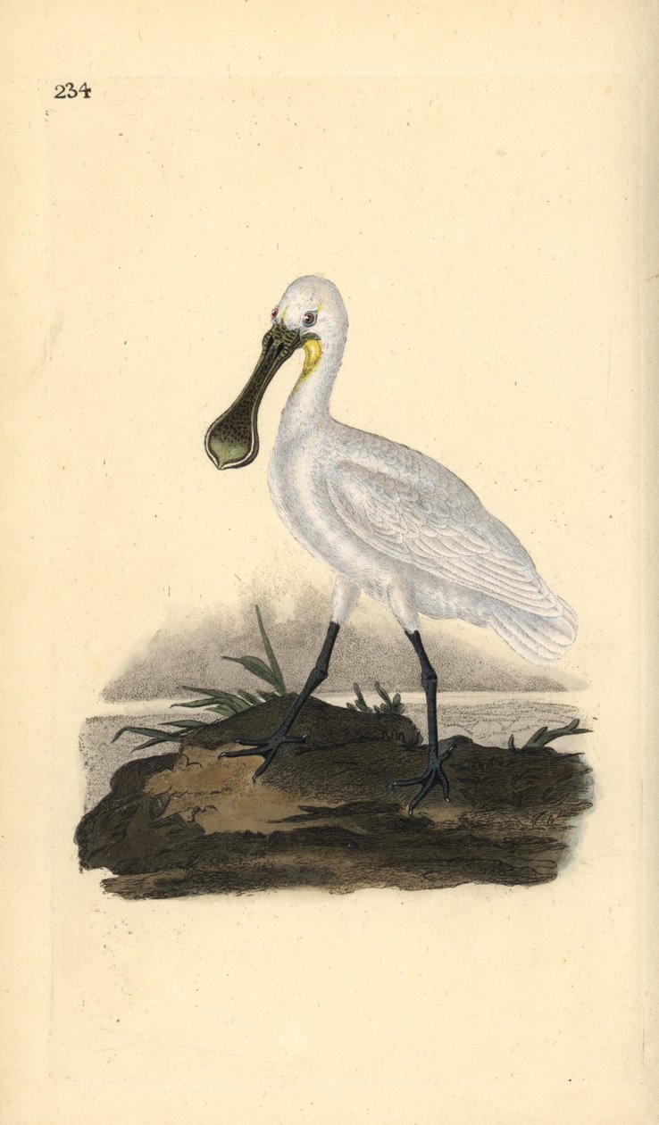 Eurasier eller almindelig skestork, Platalea leucorodia. Håndfarvet kobberplade tegnet og graveret af Edward Donovan fra hans egen "Natural History of British Birds," London af Edward Donovan