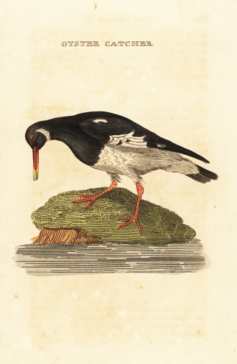 Eurasisk østersfanger, Haematopus ostralegus af Edward Donovan