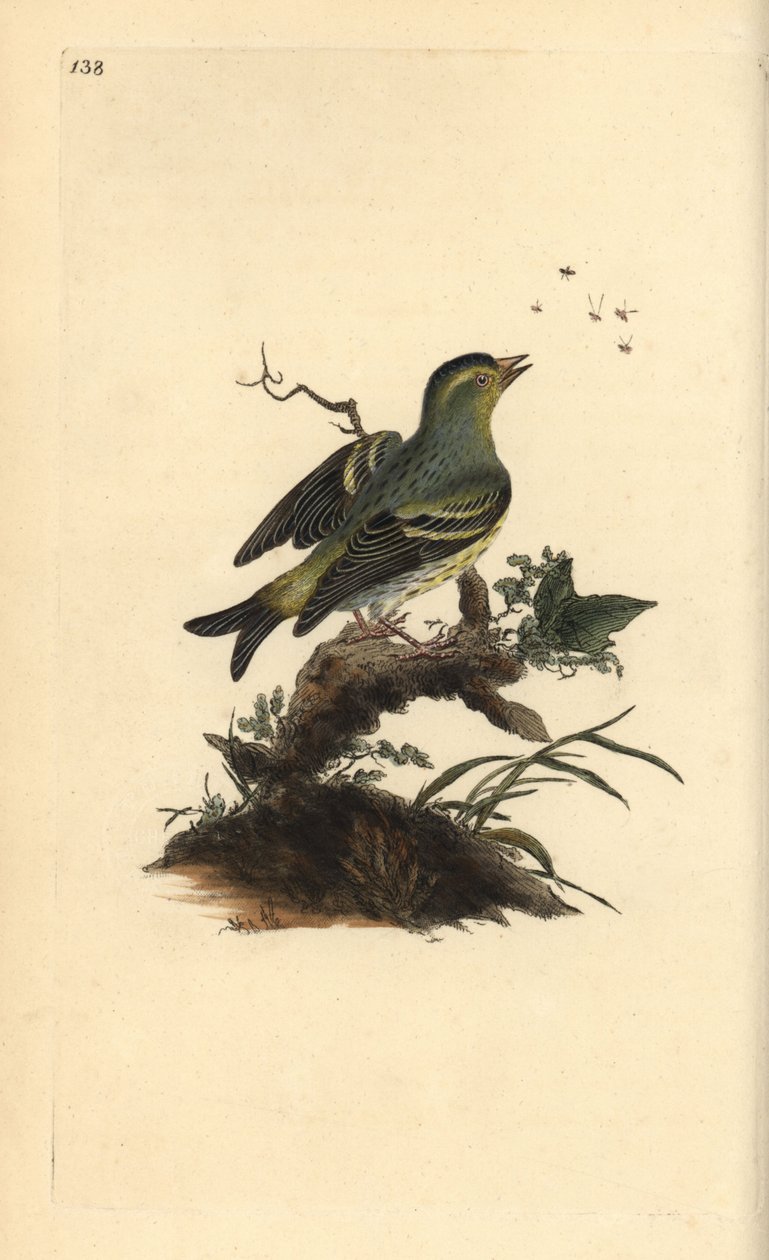 Eurasisk siskin, Carduelis spinus. Håndfarvet kobberplade tegnet og graveret af Edward Donovan fra hans egen "Natural History of British Birds," London af Edward Donovan